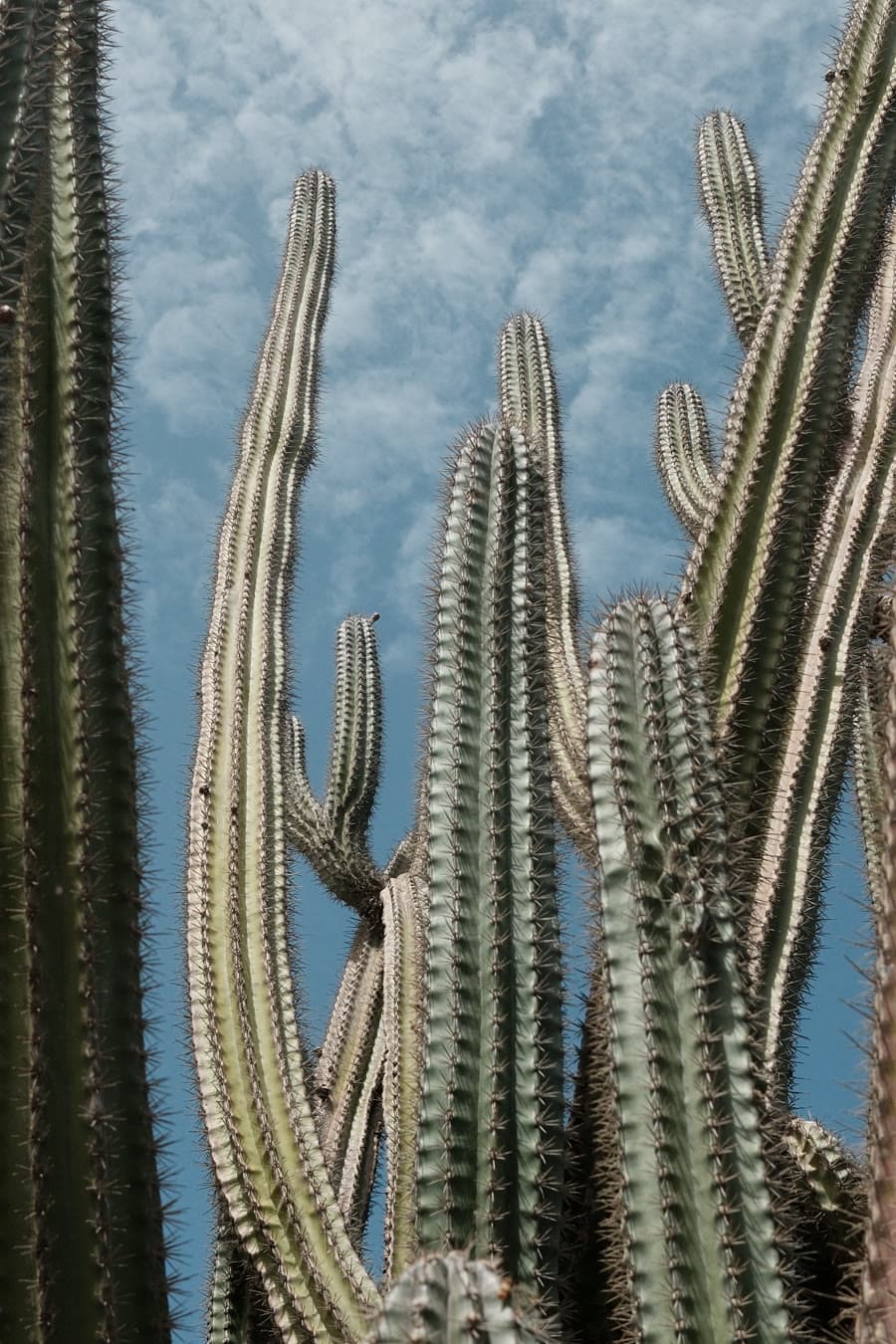 Cactus against the sky