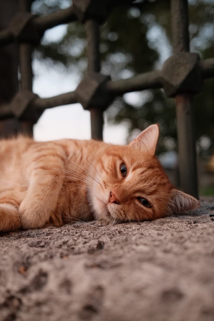A cat asleep on the stone