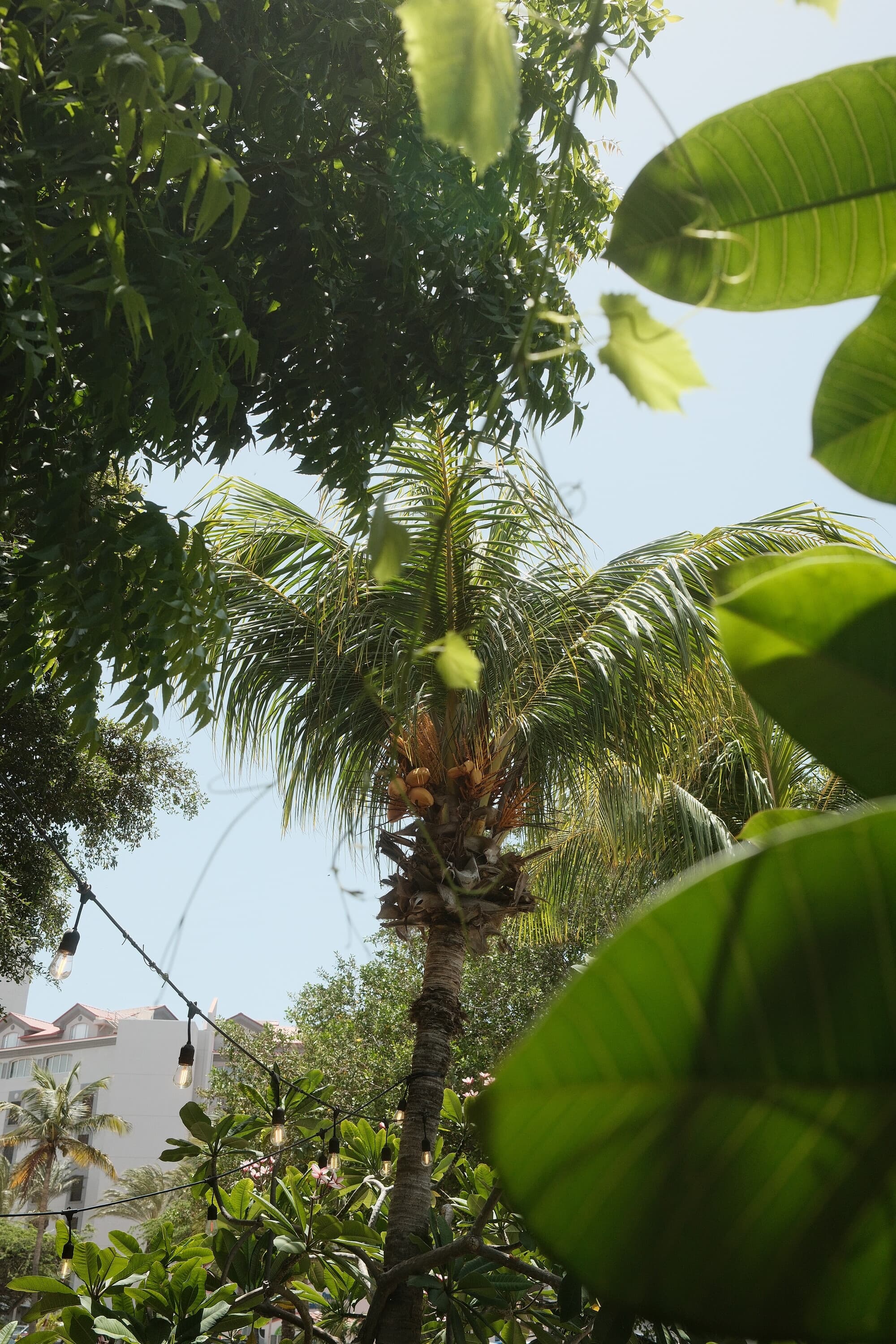 Aruba 12