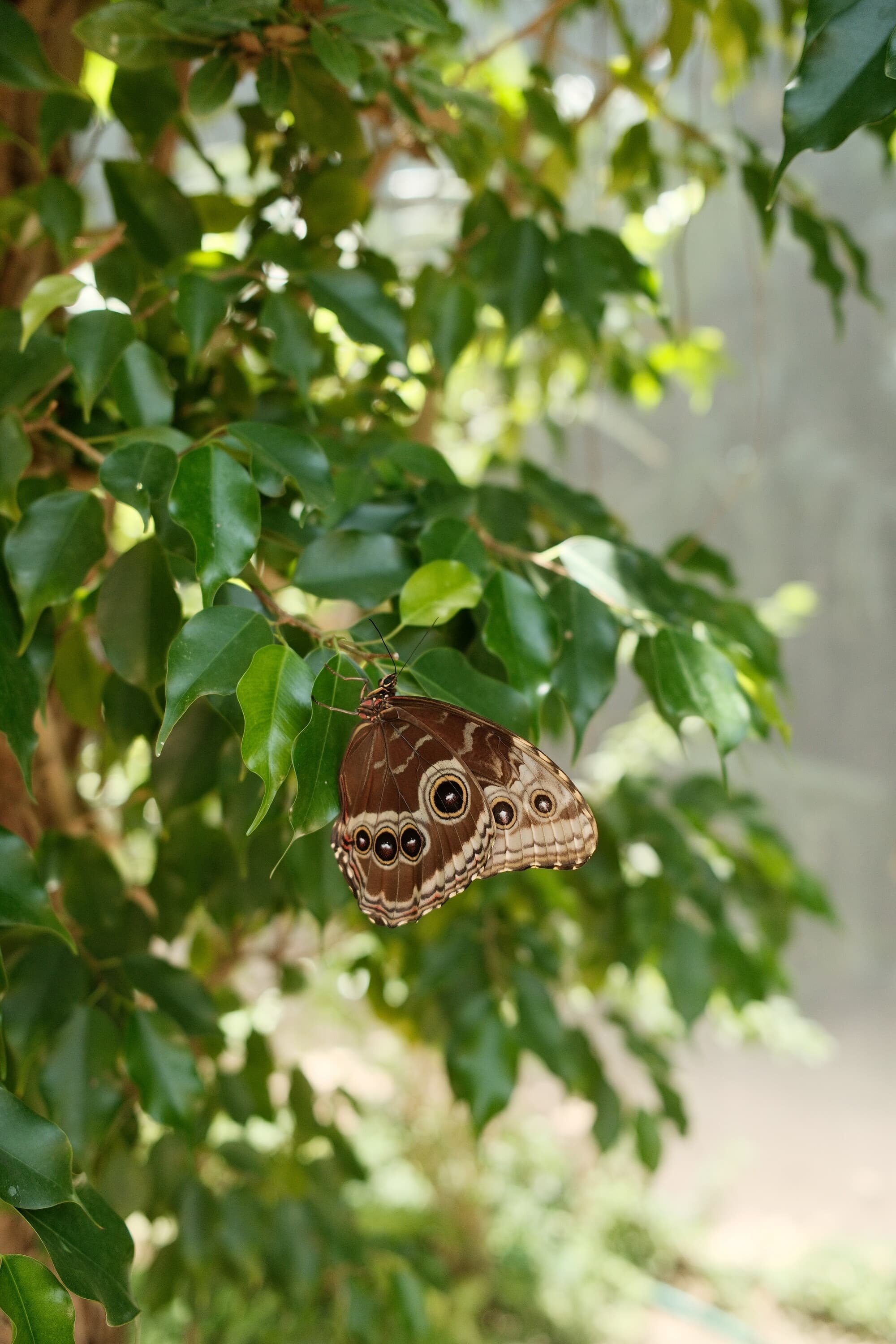 Aruba 13
