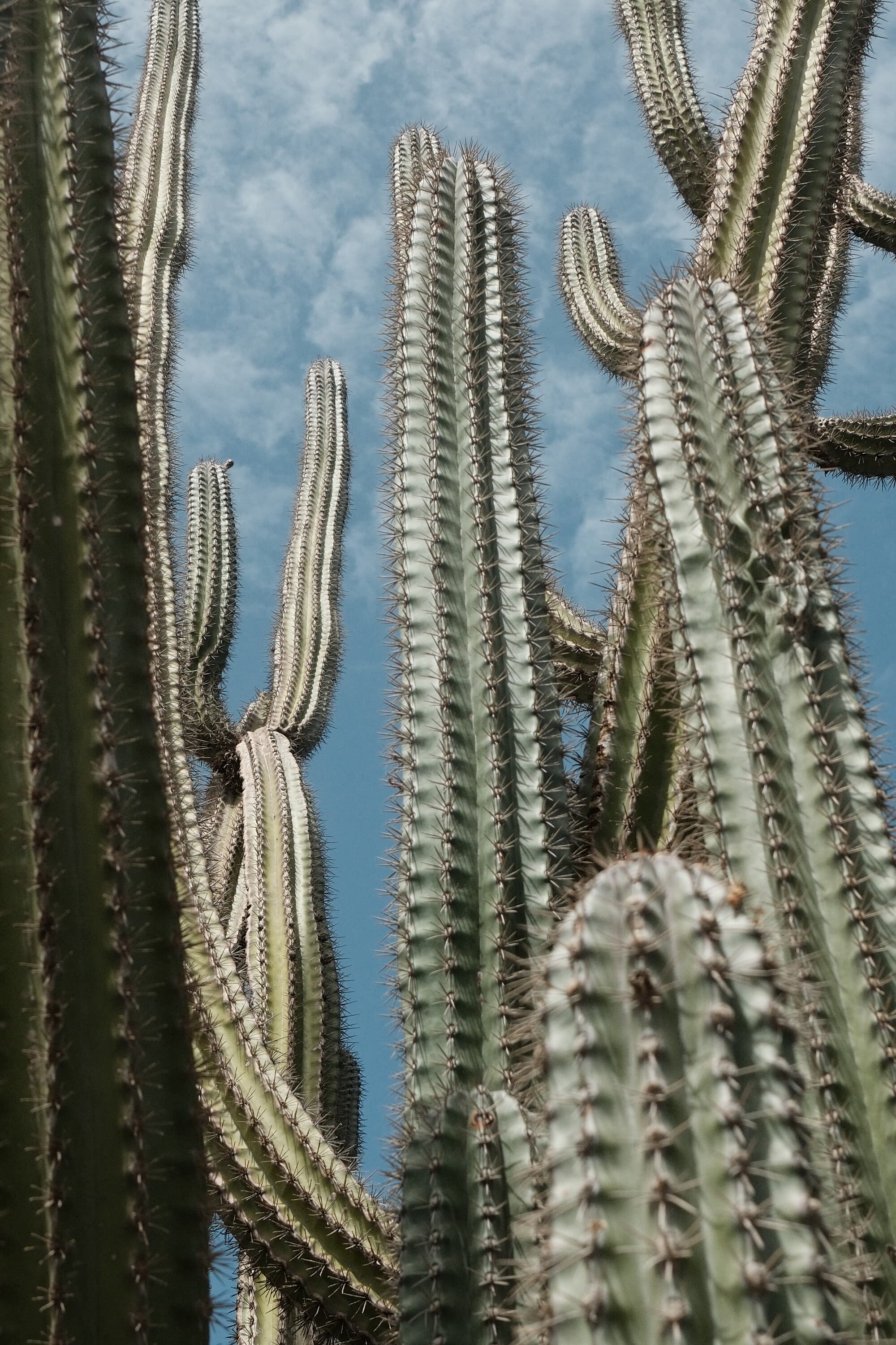 Aruba 20