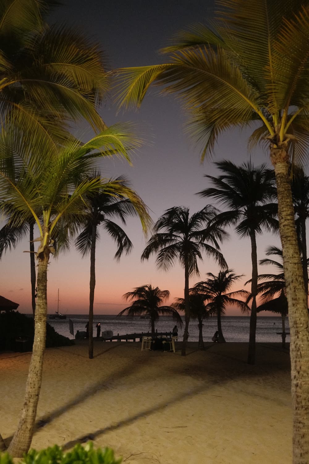 Palms on the beach at dusk