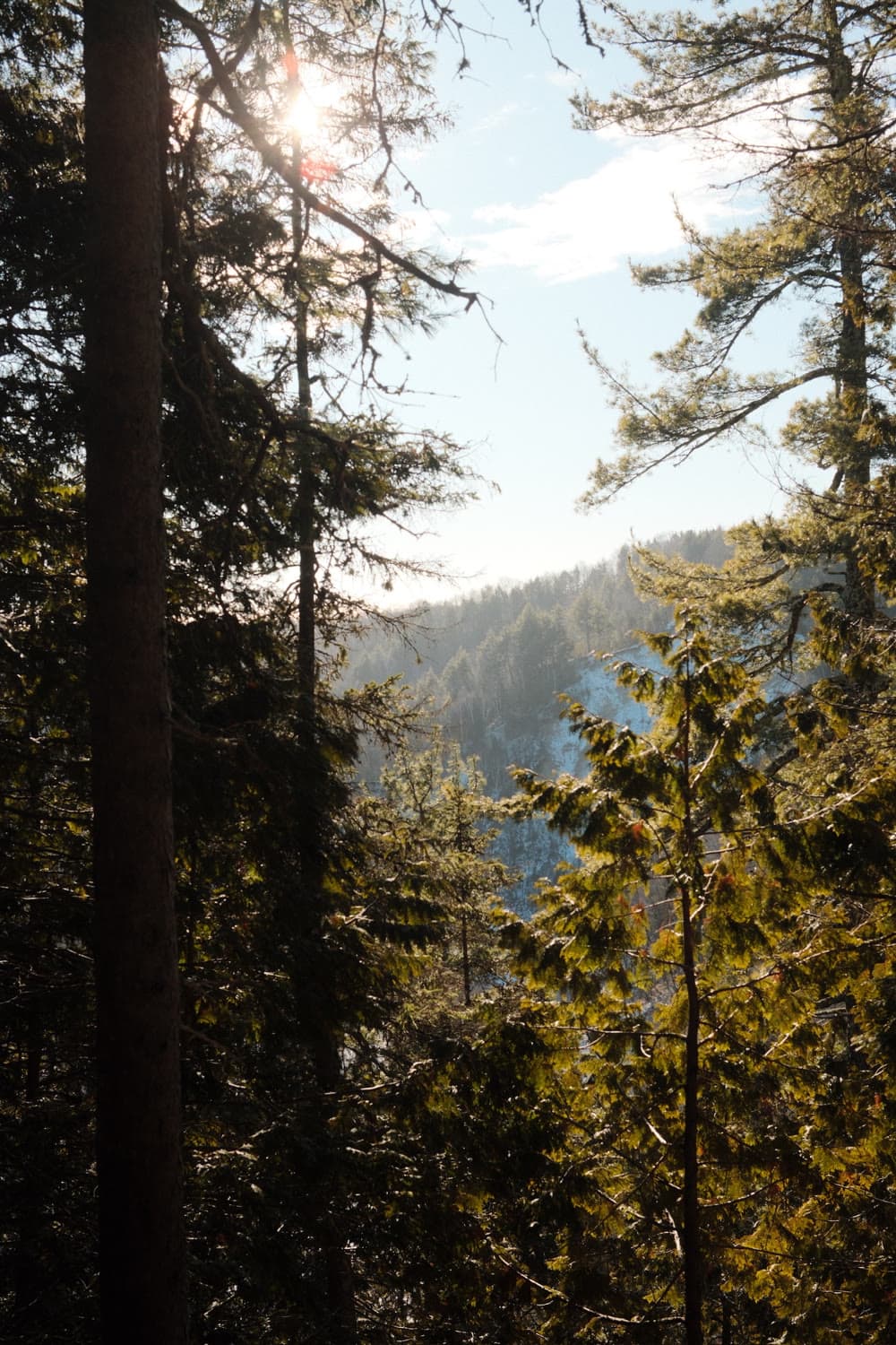 Sun through the pines